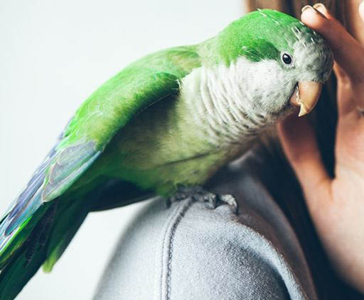 愛しいペット、愛しいワンコと暮らす幸せ