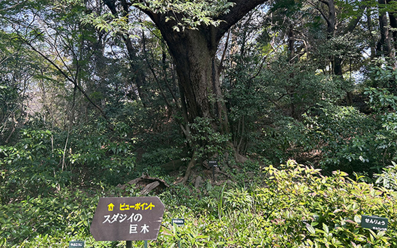 国立科学博物館附属自然教育園をおさんぽ